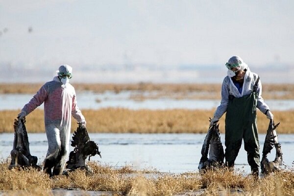 پایش تالاب های استان مرکزی برای بیماری آنفلوانزای فوق حاد پرندگان