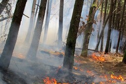 مهار آتش‌سوزی در منطقه حفاظت شده بهرام گور در کمتر از نیم ساعت