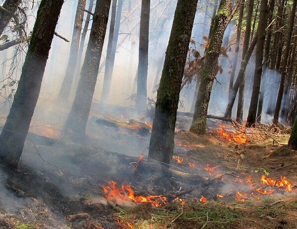 گرما و دود ناشی از آتش سوزی جنگل ها عامل بروز مشکلات قلبی