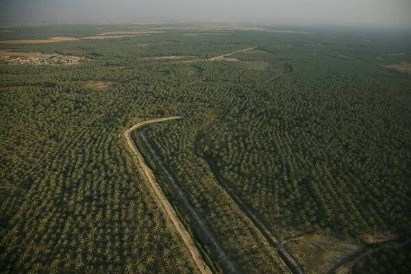 طرح تحول نخلستان در ۳۴ هزار هکتار باغات استان بوشهر اجرا می‌شود