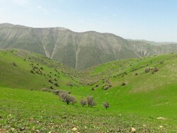 انجام ممیزی ۸۰ میلیون هکتار از مراتع کشور/ ۶برابر مازاد ظرفیت مراتع بهره‌برداری می‌شود