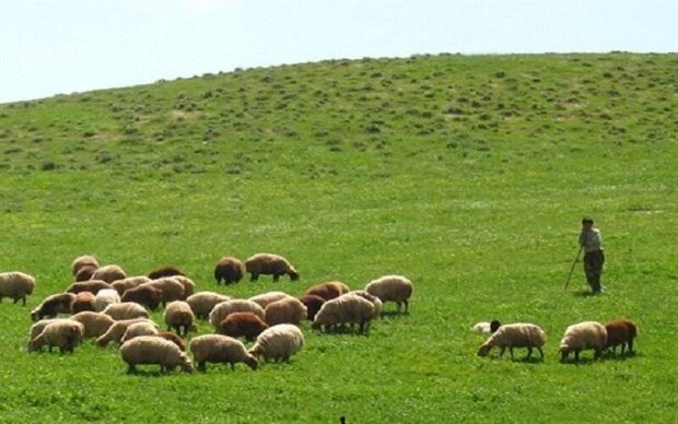 بهره‌برداران مراتع اصفهان برای تمدید پروانه چرای دام اقدام کنند