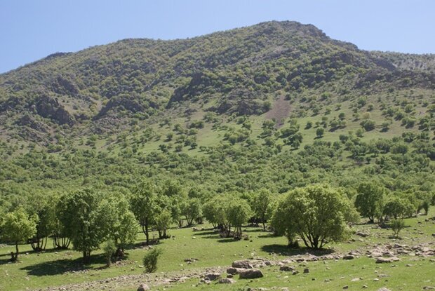 رفع تصرف ۱۱۲ هکتار از اراضی ملی عرصه‌های منابع طبیعی کرمانشاه 