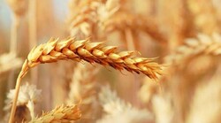 إيران على عتبة الإكتفاء الذاتي بإنتاج القمح