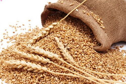 ۳۰۰ تُن گندم احتکار شده در دهگلان کشف شد