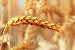 خرید تضمینی گندم در سال زراعی جاری ۳۰ درصد افزایش یافت