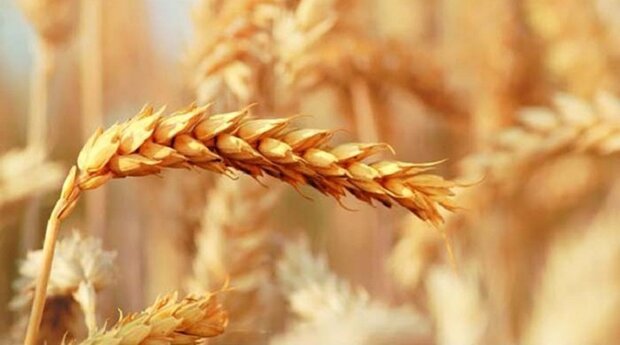 پیش‌بینی تولید ۶۵۰هزارتن گندم در آذربایجان‌شرقی در سال زراعی جاری