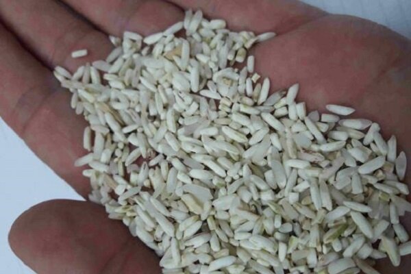 اما و اگرهای افزایش تولید برنج/ نقشه راهی که وجود ندارد