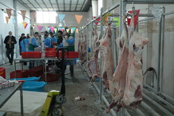 تولید سالانه ۲۰ هزار تُن گشوشت قرمز توسط عشایر پاکدشت
