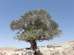 «پیرقوچ» تک درخت کهنسال دهاقان ثبت ملی شد