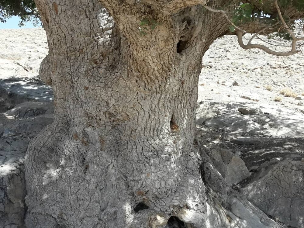 «پیرقوچ» تک درخت کهنسال دهاقان ثبت ملی شد