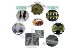 تولید انبوه پروبیوتیک گیاهی مبتنی بر سویه‌های بومی قارچ تریکودرما