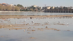 پرندگان مهاجر با قطع ناگهانی آب در زاینده‌رود می‌میرند/ کاهش گونه‌های پرندگان با فصلی شدن رودخانه
