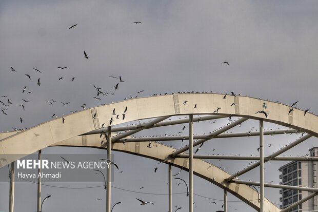 پرندگان حاشیه پل کابلی بابلسر