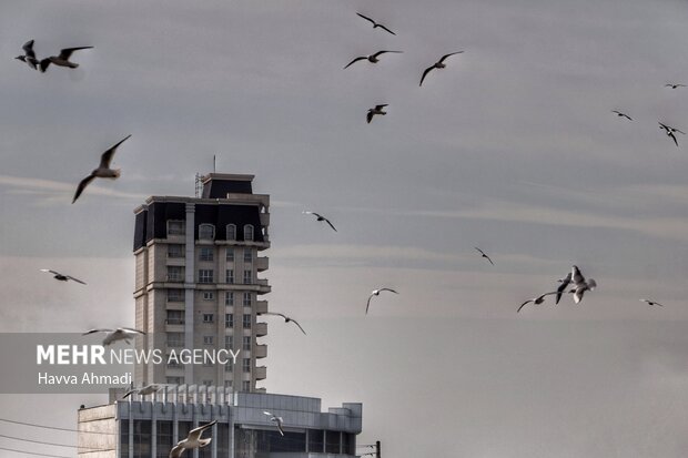 پرندگان حاشیه پل کابلی بابلسر