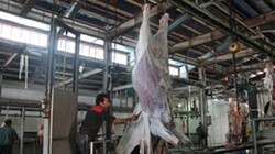کرمانشاهیان از خرید گوشت کشتار غیرمجاز دام خودداری کنند