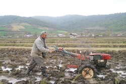 شخم زمستانه شالیزارهای مازندران زیرسایه گرانی برنج