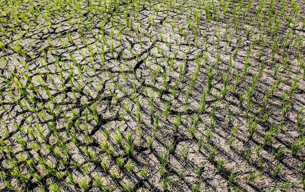شالی و بحران خشکسالی/ قیمت برنج بی‌آبی گلستان را تشدید می‌کند