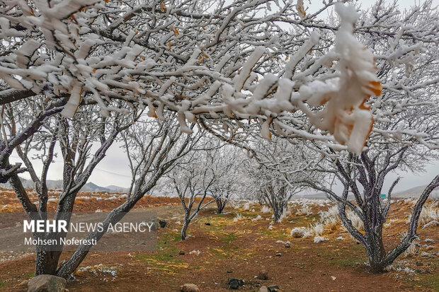 طبیعت مرواریدی