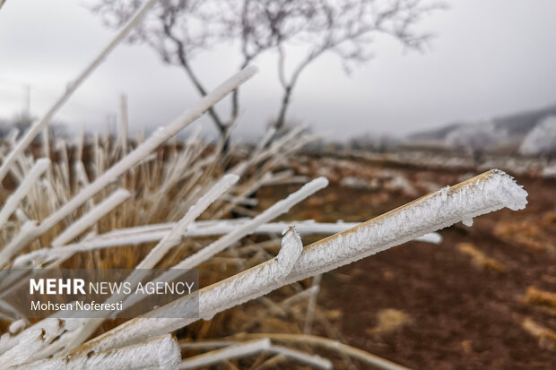 Ice crystals beautify nature in Khorasan Razavi province