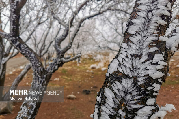 Ice crystals beautify nature in Khorasan Razavi province