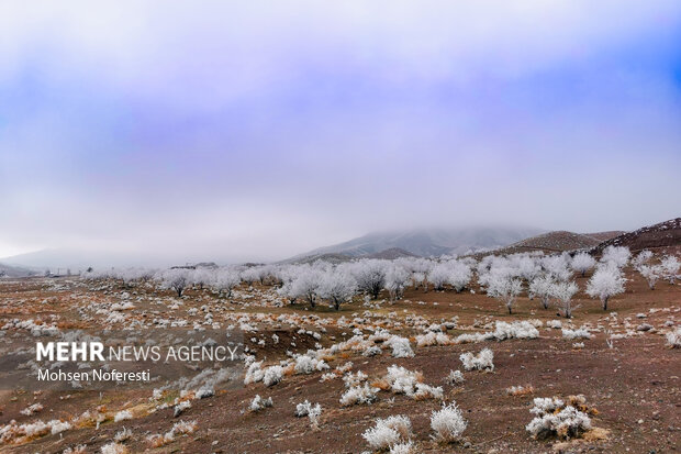 Ice crystals beautify nature in Khorasan Razavi province