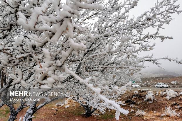 Ice crystals beautify nature in Khorasan Razavi province