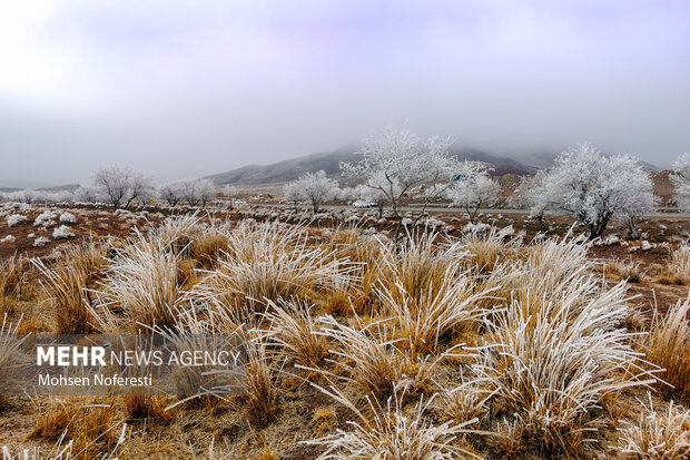 Ice crystals beautify nature in Khorasan Razavi province