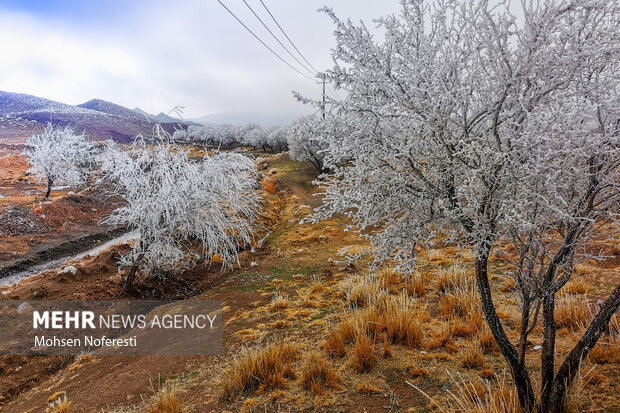 Ice crystals beautify nature in Khorasan Razavi province