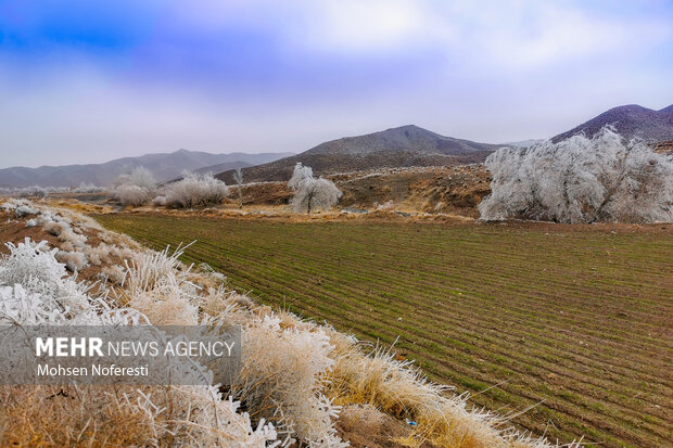 Ice crystals beautify nature in Khorasan Razavi province