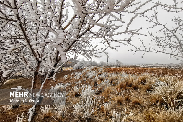 Ice crystals beautify nature in Khorasan Razavi province