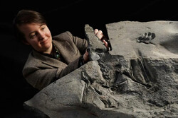 کشف فسیل ۱۷۰ میلیون ساله خزنده بالدار با عرض بال ۲.۵ متر