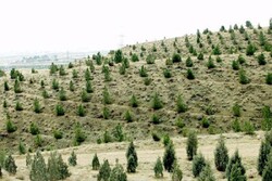 ۱۵۰ هزار اصله نهال در اصفهان در روز درختکاری کاشته می‌شود