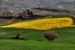 Rapeseed farm in northern Iran