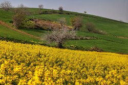 برداشت کلزا از ۲۰ هزار هکتار مزارع گلستان آغاز شد