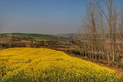 ۳۹۰۰ تن دانه روغنی کلزا از مزارع آذربایجان غربی برداشت شد