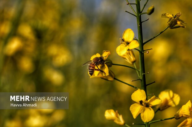 Rapeseed farm in N Iran