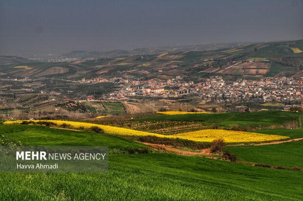 Rapeseed farm in N Iran