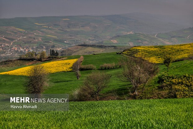 Rapeseed farm in N Iran