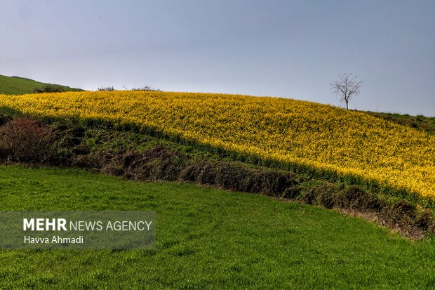 Rapeseed farm in N Iran