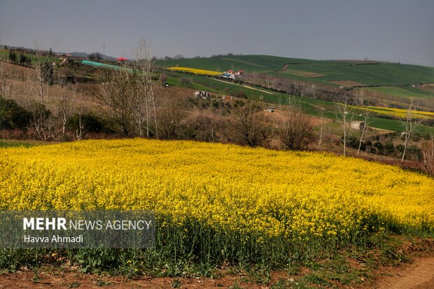 Rapeseed farm in N Iran