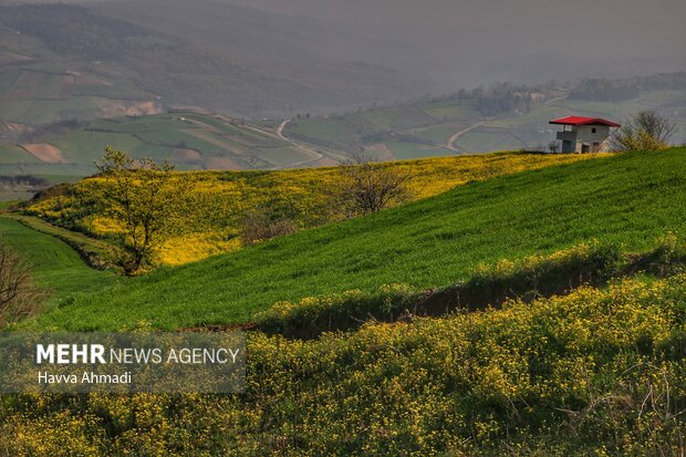 Rapeseed farm in N Iran