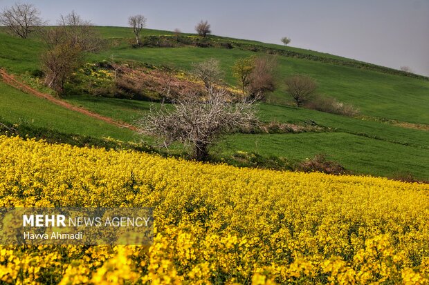 مزرعه کلزا دارابکلا