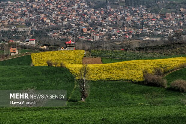 Rapeseed farm in N Iran