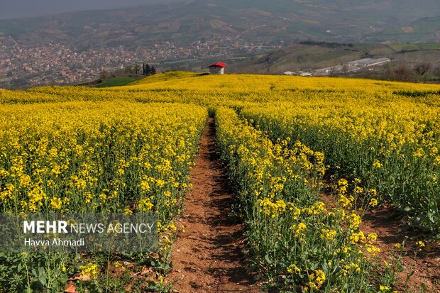 Rapeseed farm in N Iran