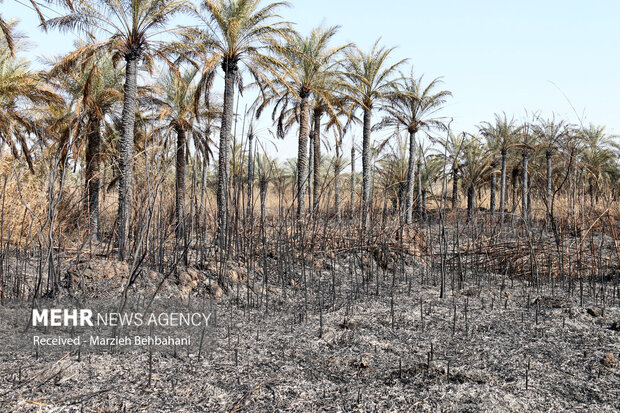 آتش سوزی در زمین نخیلات رها شده در منطقه‌ای از روستای کوت شنوف دهستان منیوحی آبادان منجر به سوختن حدود ۱۰۰ اصله نخل شد