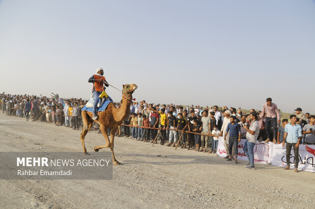 Camel racing in Hormozgan