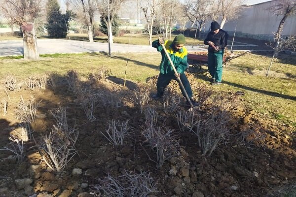 بازکاشت و انتقال ۱۰۰ اصله درخت باقدمت در گرگان