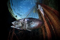 برندگان مسابقه عکاسی دنیای زیر آب ۲۰۲۲
