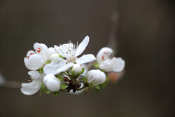 Spring blossoms appear in northern Iran